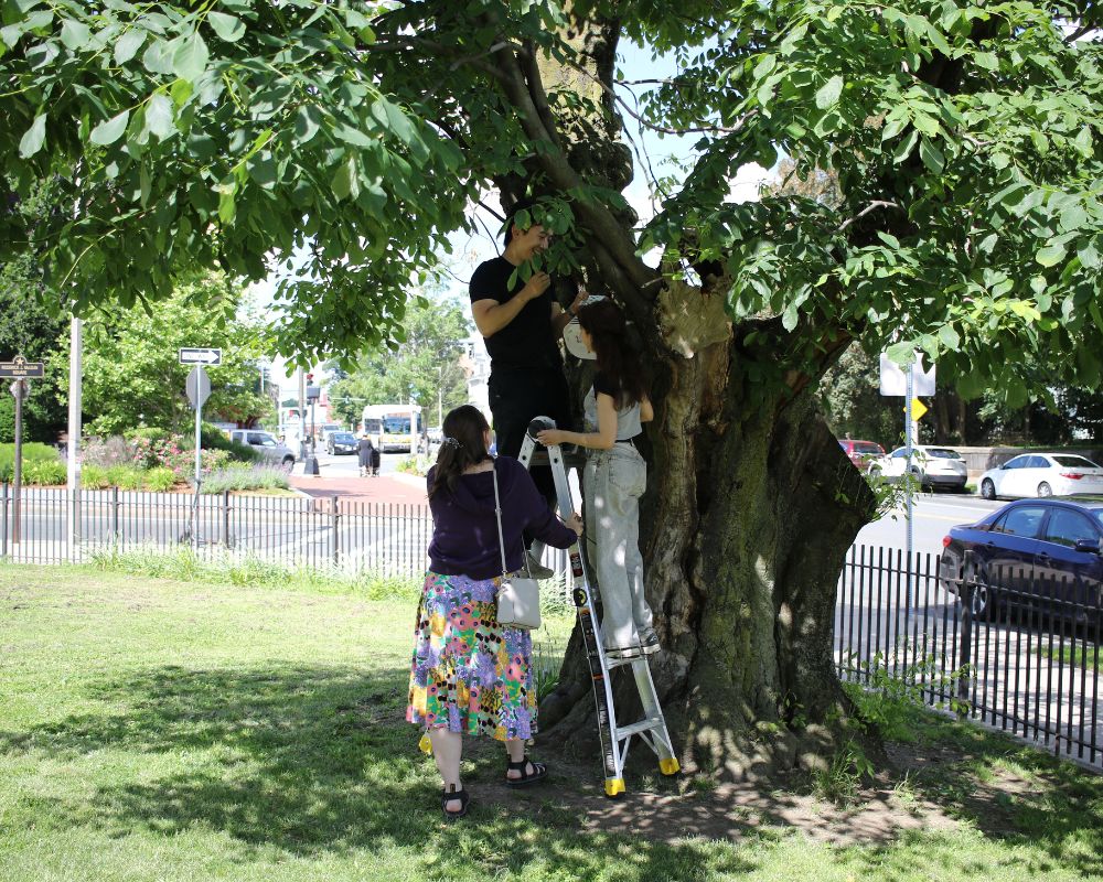 A couple of people hang a sensor in a tree