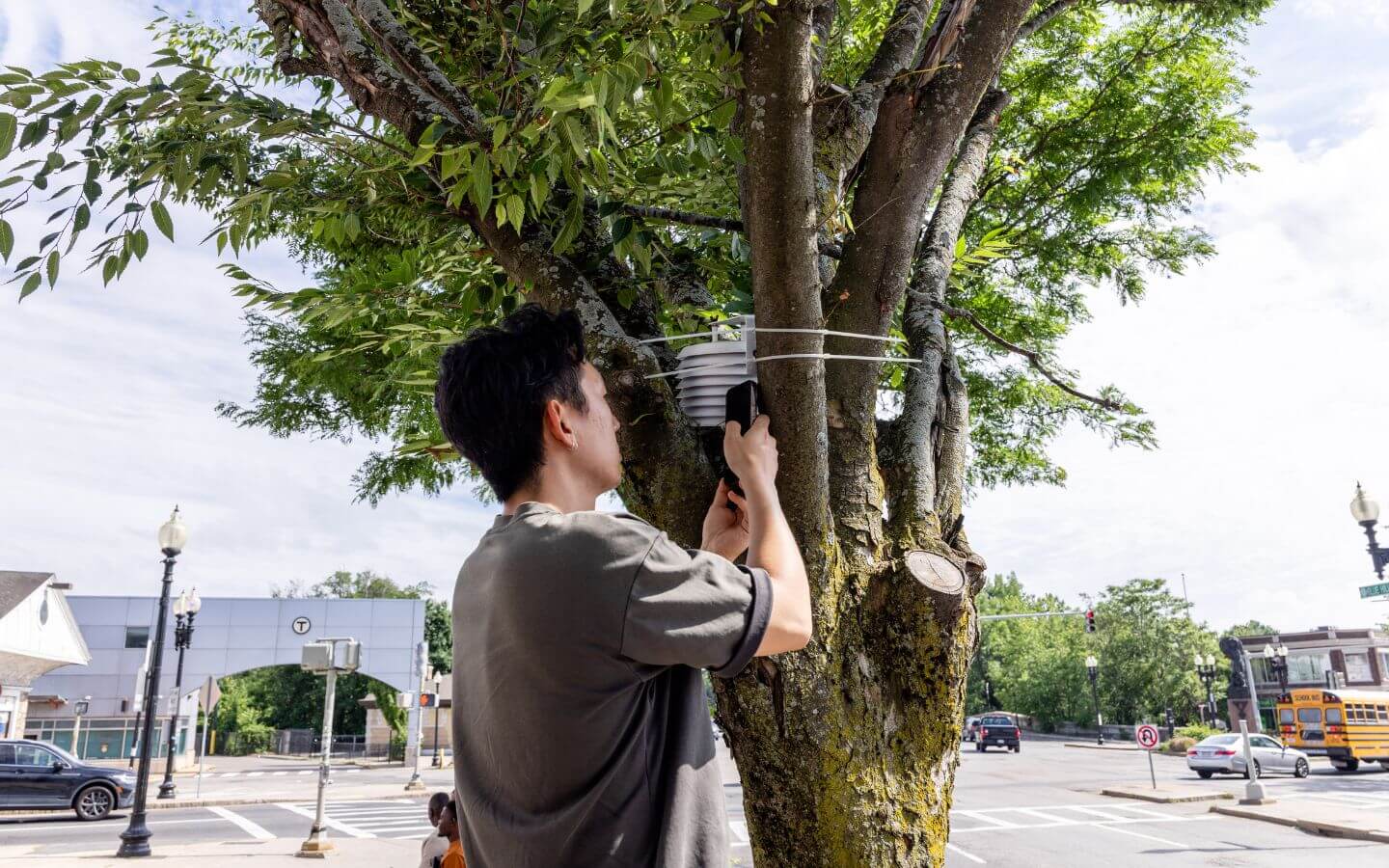A worker is seen installing a heat sensor on a tree in Mattapan, MA.