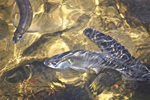 Herring